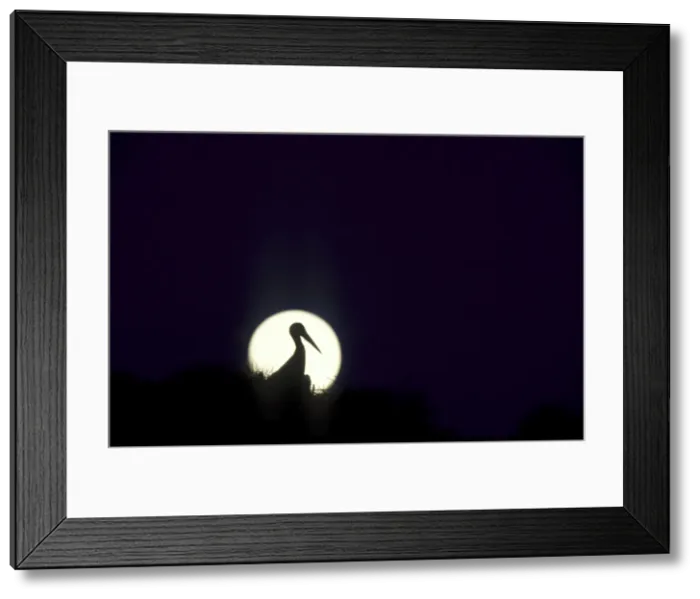 Framed Print : White Stork - In Silhouette at dusk with full moon on its nest on an Umbrella Pine (Pinus pinea). Estremadura, Spain Framed Print : White Stork - In Silhouette at dusk with full moon on its nest on an Umbrella Pine (Pinus pinea). Estremadura, Spain