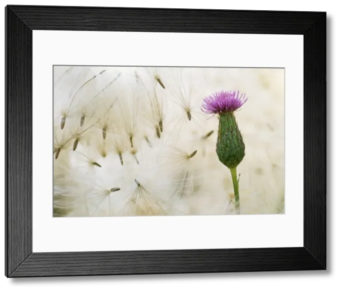 Framed Print : Creeping Thistle - flower & seeds Framed Print : Creeping Thistle - flower & seeds