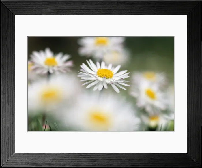 Framed Print : Common Daisy