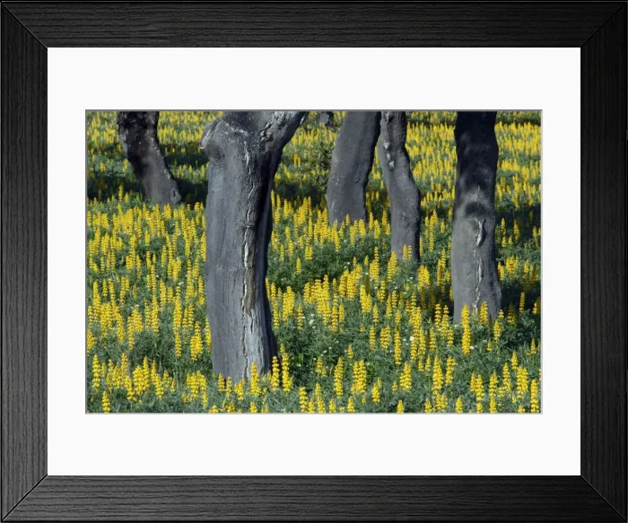 Framed Print : Yellow Lupin - planted under Cork Oak (Quercus suber), Extremadura, Spain Framed Print : Yellow Lupin - planted under Cork Oak (Quercus suber), Extremadura, Spain