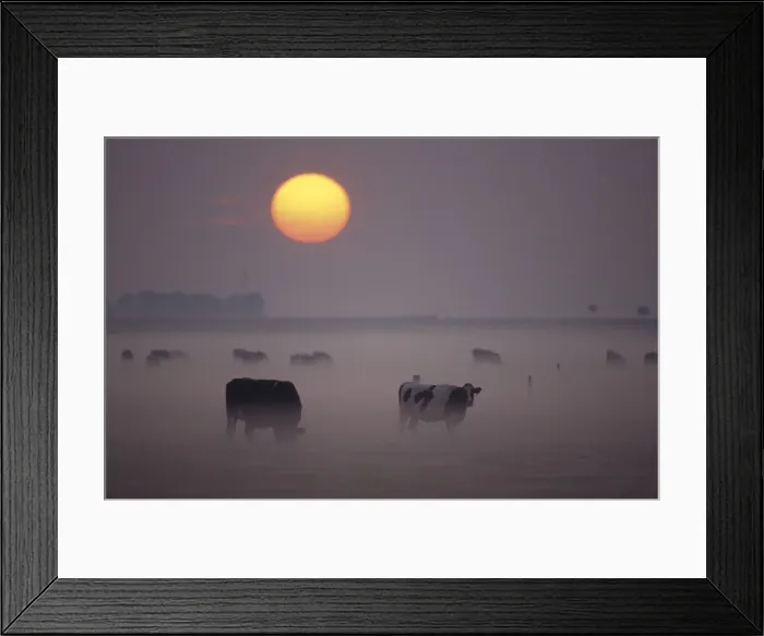 Framed Print : Cows - Grazing during sunset in the haze Overijssel, The Netherlands Framed Print : Cows - Grazing during sunset in the haze Overijssel, The Netherlands