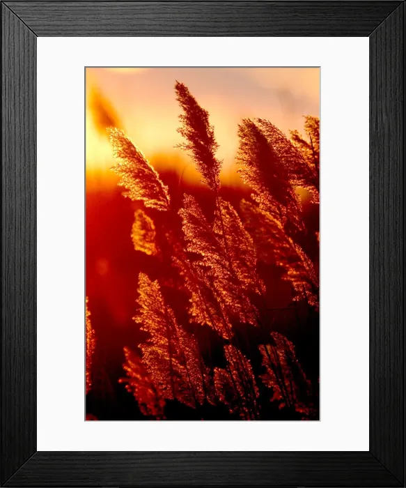 Framed Print : Reeds - with sun setting behind. Saintes Maries de la Mer - Carmargue - France Framed Print : Reeds - with sun setting behind. Saintes Maries de la Mer - Carmargue - France