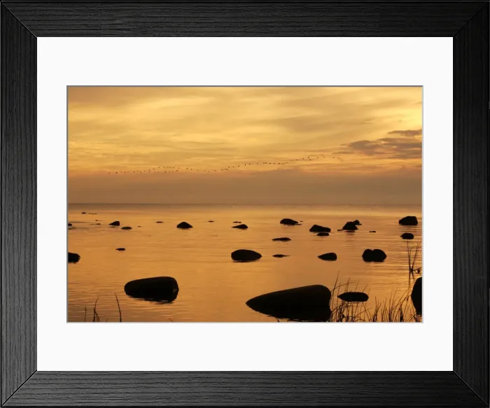 Framed Print : Cormorants - in flight at sunset. Baltic River - Berzciems - Latvia Framed Print : Cormorants - in flight at sunset. Baltic River - Berzciems - Latvia
