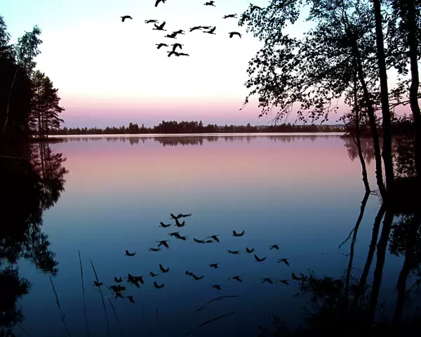 Common Crane - in flight over lake at sunrise. Nigula national park - Estonia