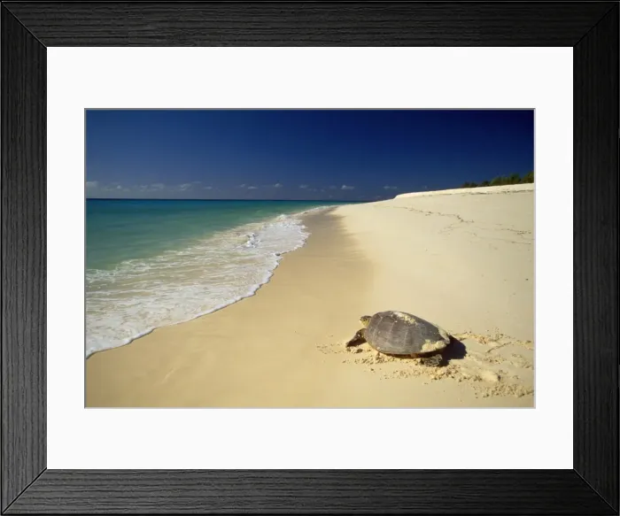 Framed Print : Hawksbill Turtle Framed Print : Hawksbill Turtle