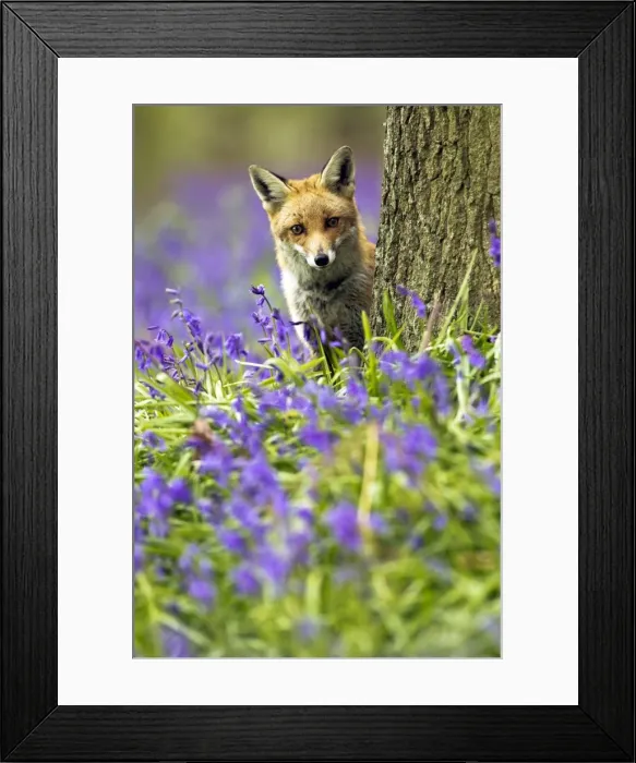 Framed Print : Red Fox - in Bluebells - controlled conditions 16042 Framed Print : Red Fox - in Bluebells - controlled conditions 16042