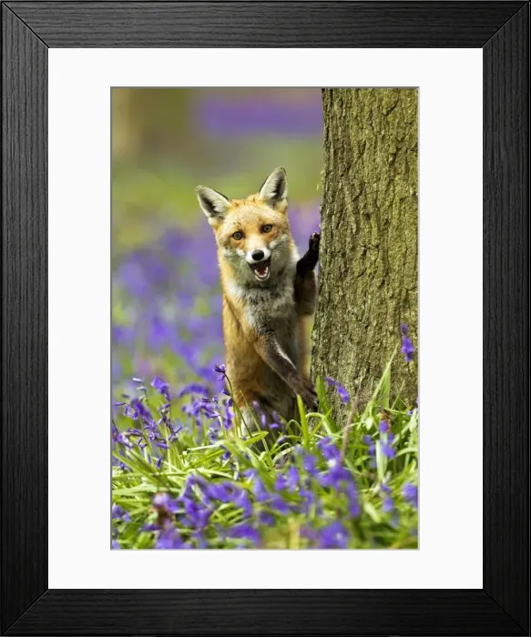 Framed Print : Red Fox - in Bluebells - controlled conditions 16045 Framed Print : Red Fox - in Bluebells - controlled conditions 16045