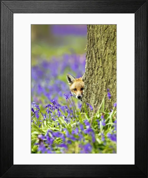 Framed Print : Red Fox - in Bluebells - controlled conditions 16046
