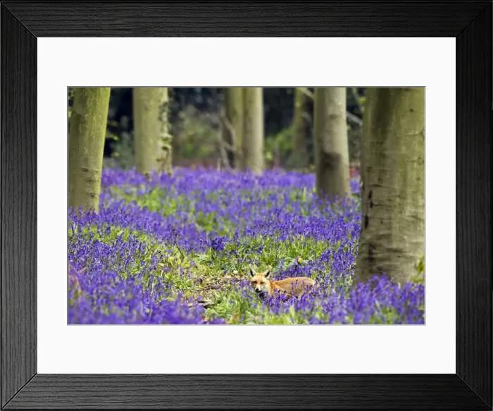 Framed Print : Red Fox - in Bluebells - controlled conditions 16082 Framed Print : Red Fox - in Bluebells - controlled conditions 16082
