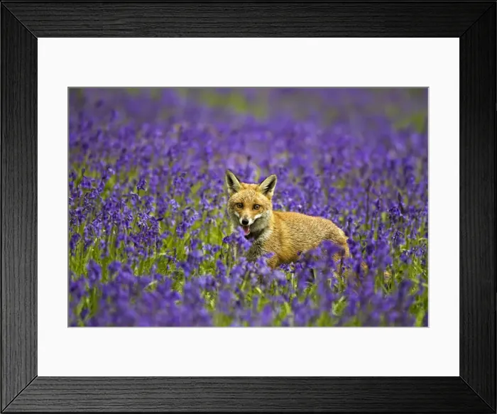 Framed Print : Red Fox - in Bluebells - controlled conditions 16103 Framed Print : Red Fox - in Bluebells - controlled conditions 16103