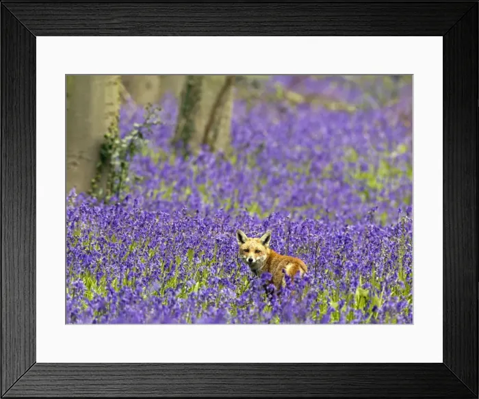 Framed Print : Red Fox - in Bluebells - controlled conditions 16109 Framed Print : Red Fox - in Bluebells - controlled conditions 16109