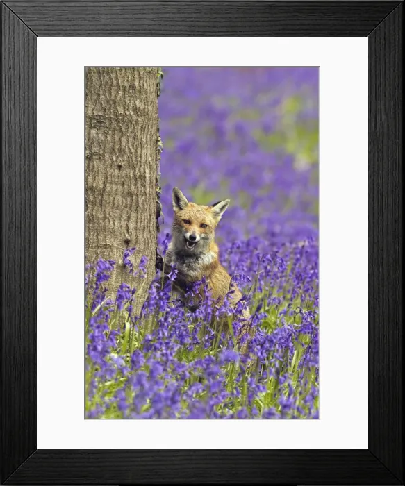 Framed Print : Red Fox - in Bluebells - controlled conditions 16114 Framed Print : Red Fox - in Bluebells - controlled conditions 16114