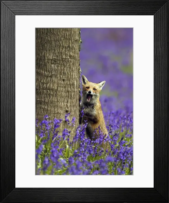 Framed Print : Red Fox - in Bluebells - controlled conditions 16117 Framed Print : Red Fox - in Bluebells - controlled conditions 16117
