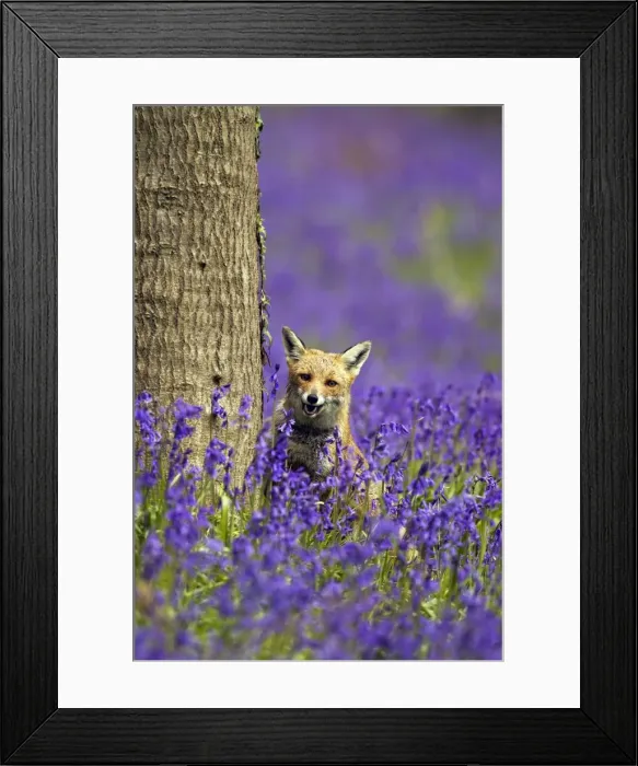 Framed Print : Red Fox - in Bluebells - controlled conditions 16122 Framed Print : Red Fox - in Bluebells - controlled conditions 16122