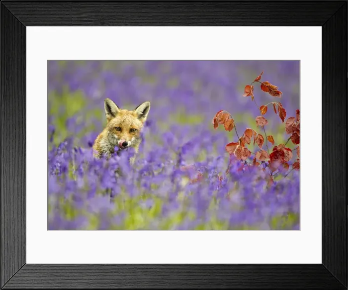 Framed Print : Red Fox - in Bluebells - controlled conditions 16135 Framed Print : Red Fox - in Bluebells - controlled conditions 16135