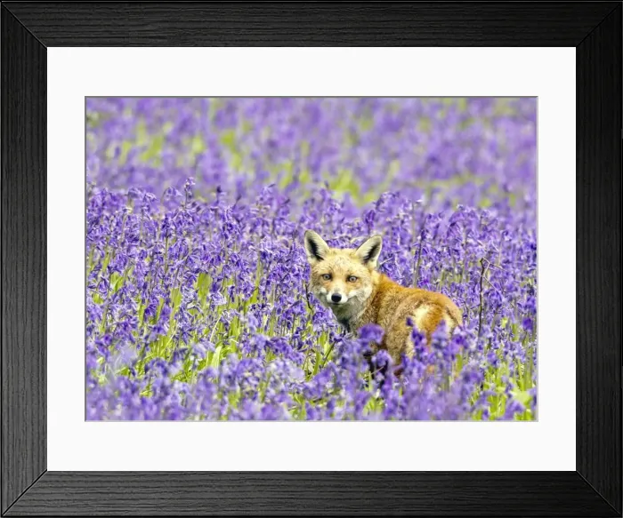 Framed Print : Red Fox - in Bluebells - controlled conditions 16109 Framed Print : Red Fox - in Bluebells - controlled conditions 16109