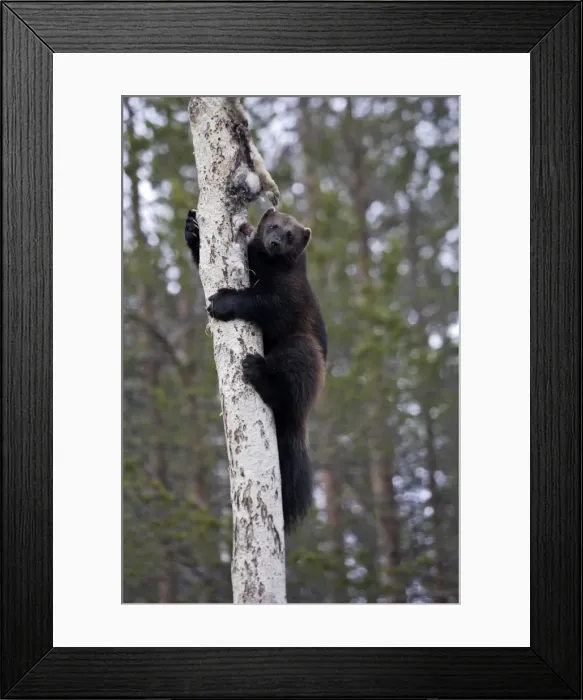 Framed Print : Wolverine - climbing tree with prey. Kuhmo - Finland Framed Print : Wolverine - climbing tree with prey. Kuhmo - Finland