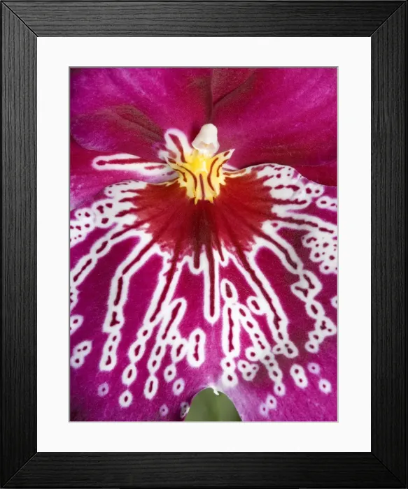 Framed Print : Orchid -'Miltoniopsis Rubis falls - close-up of petal - South America Framed Print : Orchid -'Miltoniopsis Rubis falls - close-up of petal - South America