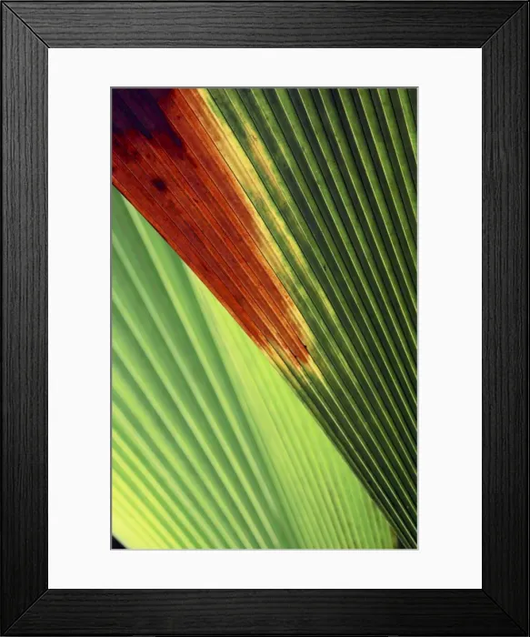 Framed Print : Palm frond - Valle de Mai National Park - Praslin - Seychelles