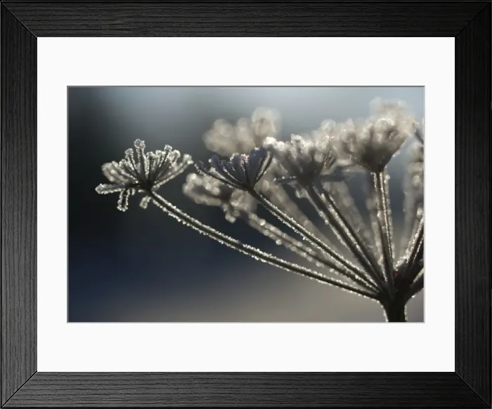 Framed Print : Frosted Wild Carrot - seedhead Framed Print : Frosted Wild Carrot - seedhead