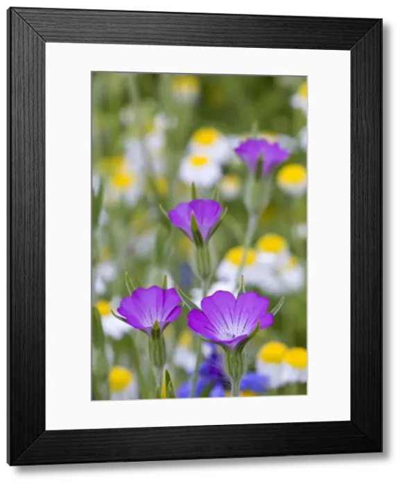 Framed Print : Corn Cockle - meadow - Cornwall - UK Framed Print : Corn Cockle - meadow - Cornwall - UK
