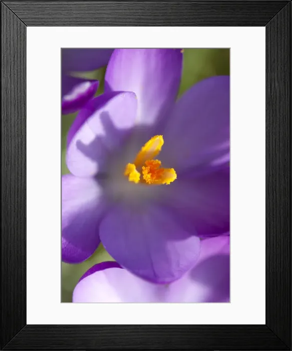 Framed Print : Crocus - Macro photograph of flower Framed Print : Crocus - Macro photograph of flower