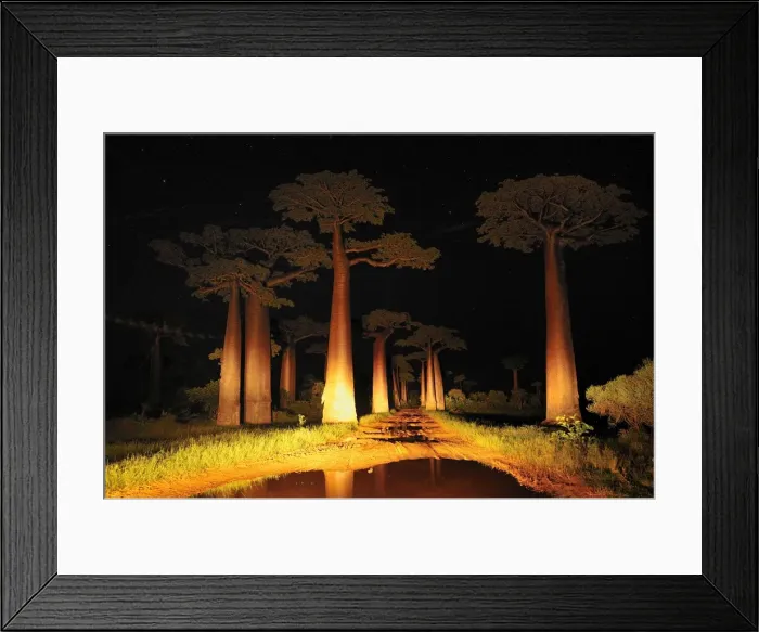 Framed Print : Grandidier's Baobab at night - near Morondava - Madagascar Framed Print : Grandidier's Baobab at night - near Morondava - Madagascar