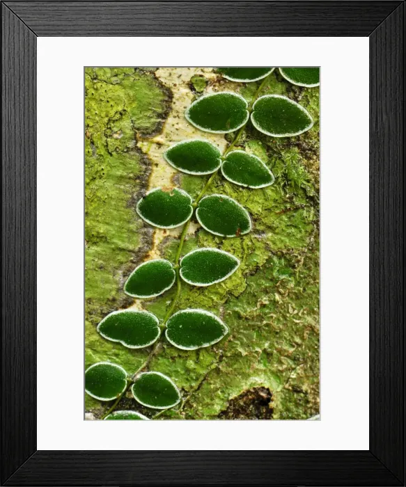 Framed Print : Climbing plant on a tree - Danum Valley Conservation Area - Sabah - Borneo - Malaysia Framed Print : Climbing plant on a tree - Danum Valley Conservation Area - Sabah - Borneo - Malaysia