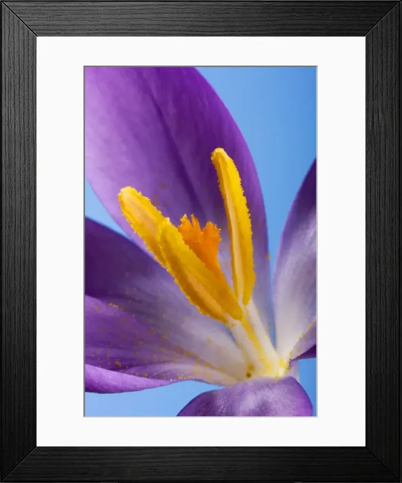 Framed Print : Crocus flower Framed Print : Crocus flower