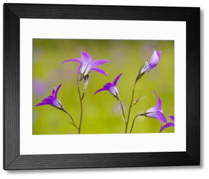 Framed Print : Spreading Bellflower - rare plant in UK