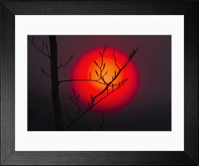 Framed Print : Sunset - Beech Twig and Setting Sun - Lower Saxony - Germany Framed Print : Sunset - Beech Twig and Setting Sun - Lower Saxony - Germany