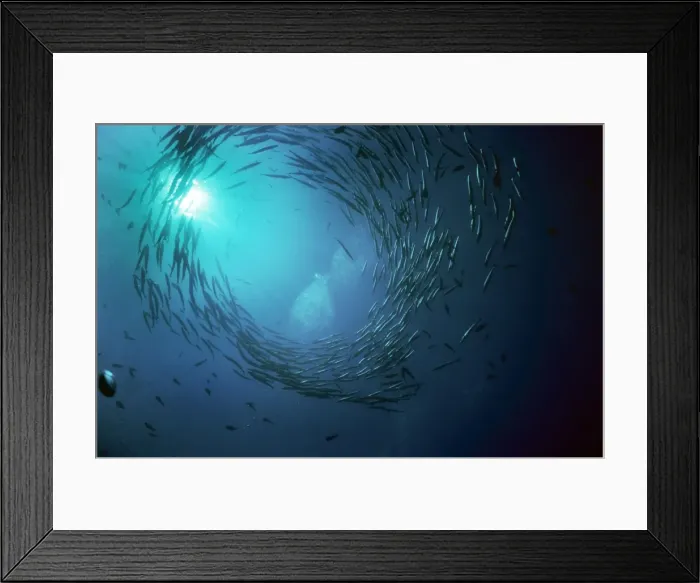 Framed Print : Barracuda. VT-5340. BARRACUDA. Sphyraena barracuda Framed Print : Barracuda. VT-5340. BARRACUDA. Sphyraena barracuda