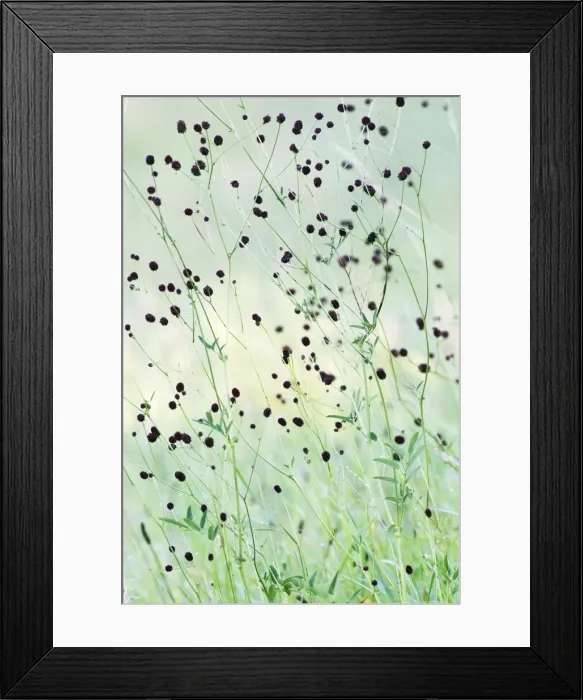 Framed Print : Great Burnet - stalks and flower heads - Lower Saxony - Germany