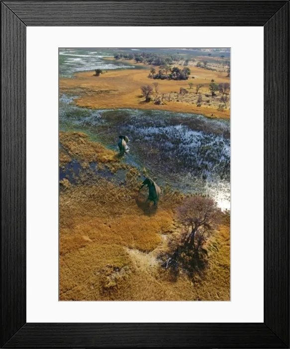 Framed Print : Elephants - aerial view CRH 911 M Crossing flooded plain Okavango, Botswana Loxodonta africana © Chris Harvey / ardea. com Framed Print : Elephants - aerial view CRH 911 M Crossing flooded plain Okavango, Botswana Loxodonta africana © Chris Harvey / ardea. com
