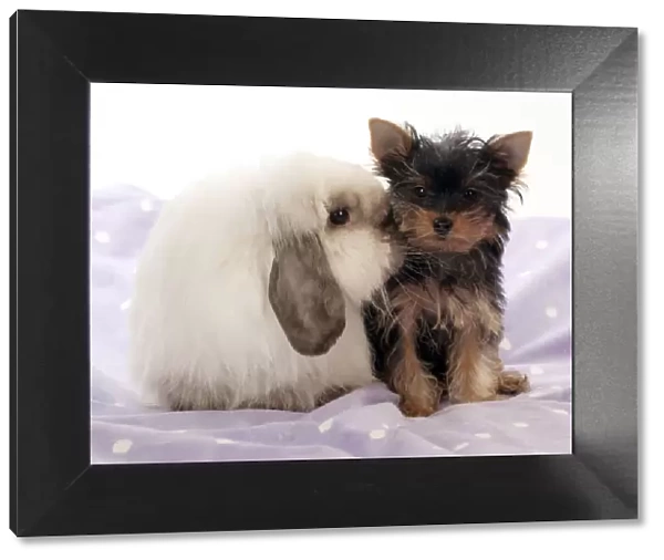 DOG & RABBIT - Yorkshire terrier puppy sitting with mini lop
