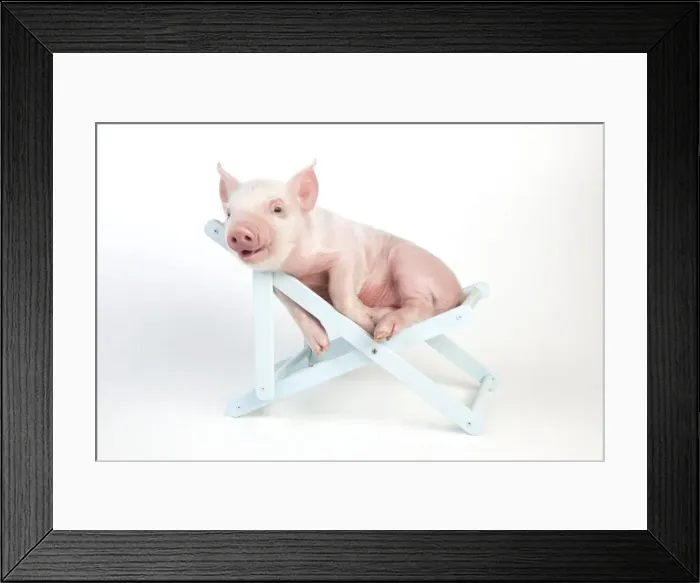 Framed Print : PIG - Piglet laying in deckchair Framed Print : PIG - Piglet laying in deckchair