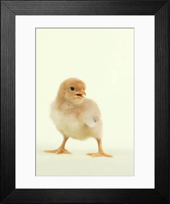 Framed Print : Chick - standing