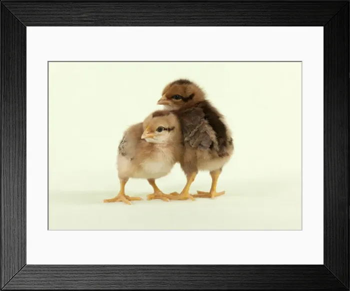 Framed Print : CHICK - Chicks standing together Framed Print : CHICK - Chicks standing together