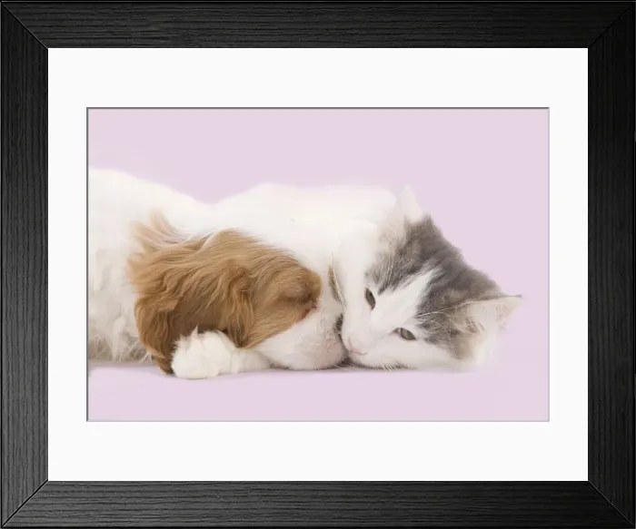 Framed Print : Dog - Cavalier King Charles Spaniel puppy sleeping in studio with kitten Digital Maipulation: pink background Framed Print : Dog - Cavalier King Charles Spaniel puppy sleeping in studio with kitten Digital Maipulation: pink background