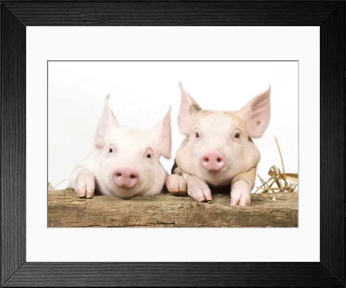 Framed Print : Pig - Piglets looking over fence Framed Print : Pig - Piglets looking over fence