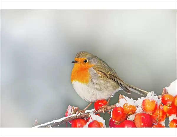 Robin - on snow covered crab apples - Bedfordshire UK 8912 Digital Manipulation: added snow - smoothed wrinkles in apples