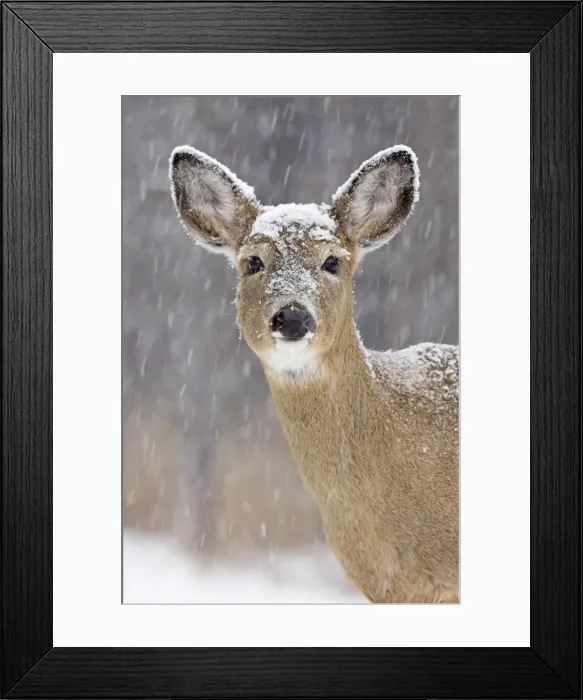 Framed Print : White-tailed Deer - doe in winter snow - New York - USA Framed Print : White-tailed Deer - doe in winter snow - New York - USA