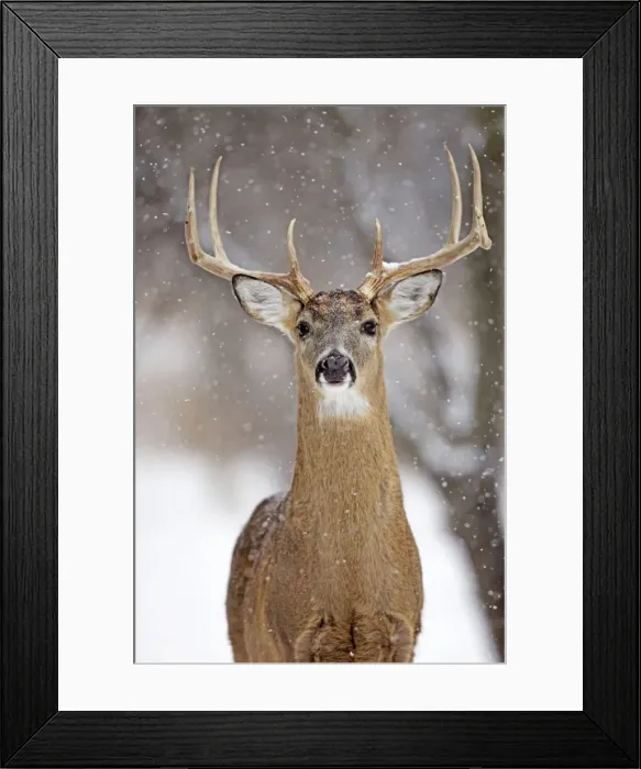 Framed Print : White-tailed Deer - buck in winter snow - New York - USA Framed Print : White-tailed Deer - buck in winter snow - New York - USA