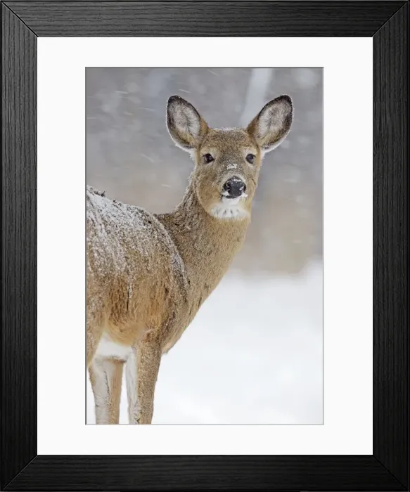 Framed Print : White-tailed Deer - doe in winter snow - New York - USA Framed Print : White-tailed Deer - doe in winter snow - New York - USA