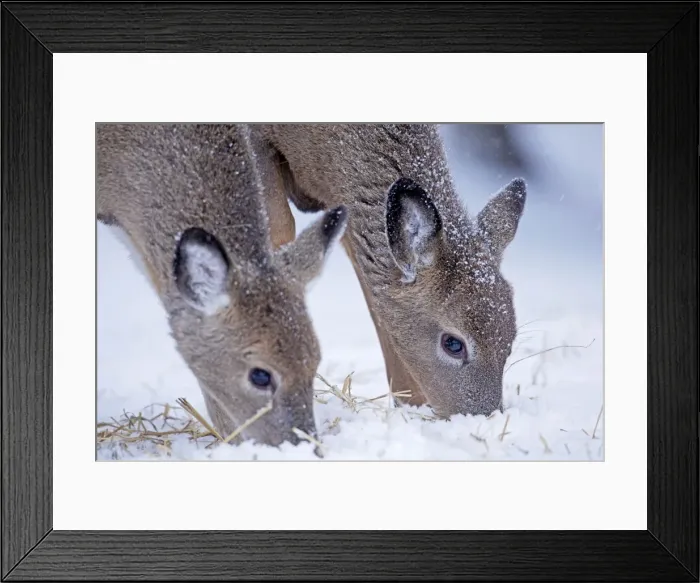 Framed Print : White-tailed Deer - feeding in winter snow - New York - USA Framed Print : White-tailed Deer - feeding in winter snow - New York - USA