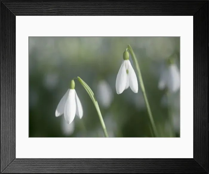 Framed Print : Snowdrops - growing wild in woodland - Essex - UK PL002129 Framed Print : Snowdrops - growing wild in woodland - Essex - UK PL002129