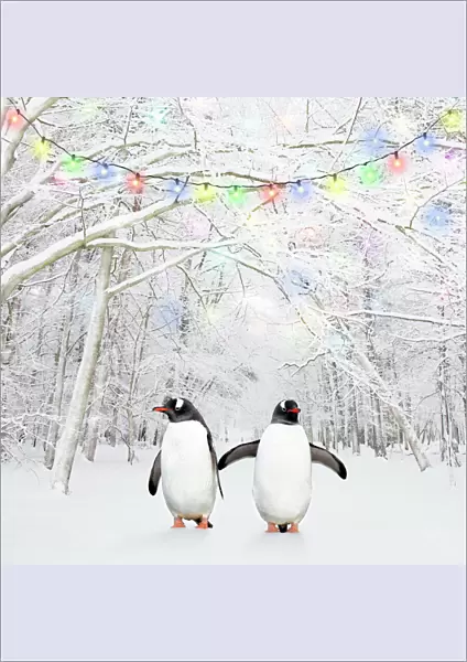 Gentoo Penguin - in winter woodland with snow and Christmas lights Digital Manipulation: Penguins (COS) - cleaned penguins - added lights - frost to trees