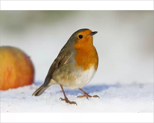 Robin - in snow - with apple - Winter - UK
