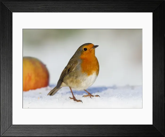 Framed Print : Robin - in snow - with apple - Winter - UK Framed Print : Robin - in snow - with apple - Winter - UK