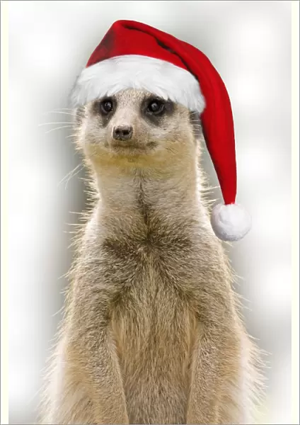 Meerkat - wearing Christmas hat Digital Manipulation: Hat (Su) and B / G